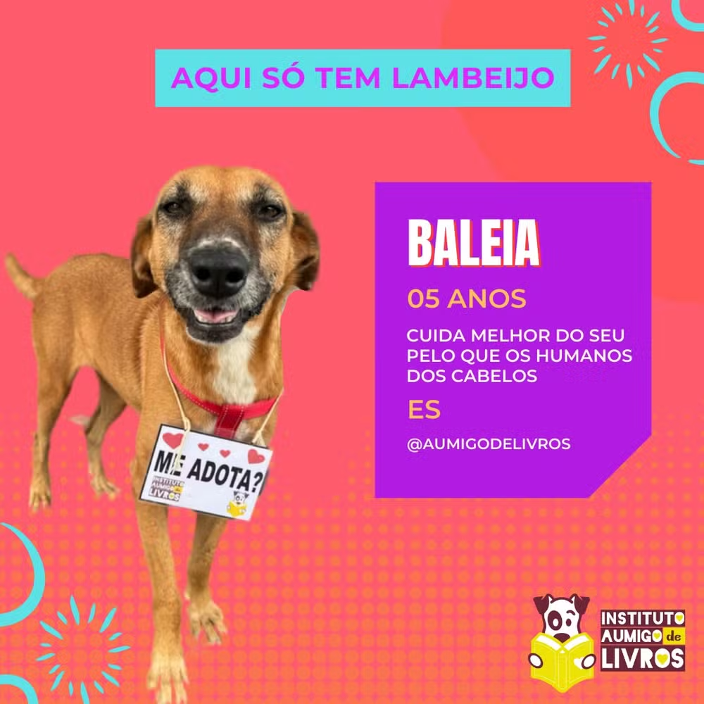 Cães no paredão de adoção